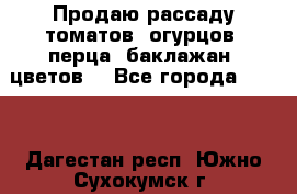 Продаю рассаду томатов, огурцов, перца, баклажан, цветов  - Все города  »    . Дагестан респ.,Южно-Сухокумск г.